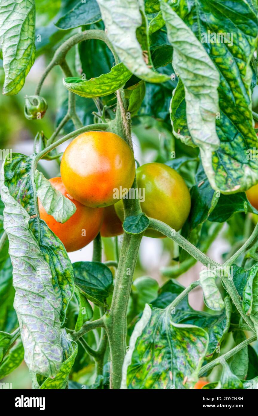 The Roma tomato, Solanum lycopersicum, is often grown for canning or making tomato sauce. Stock Photo