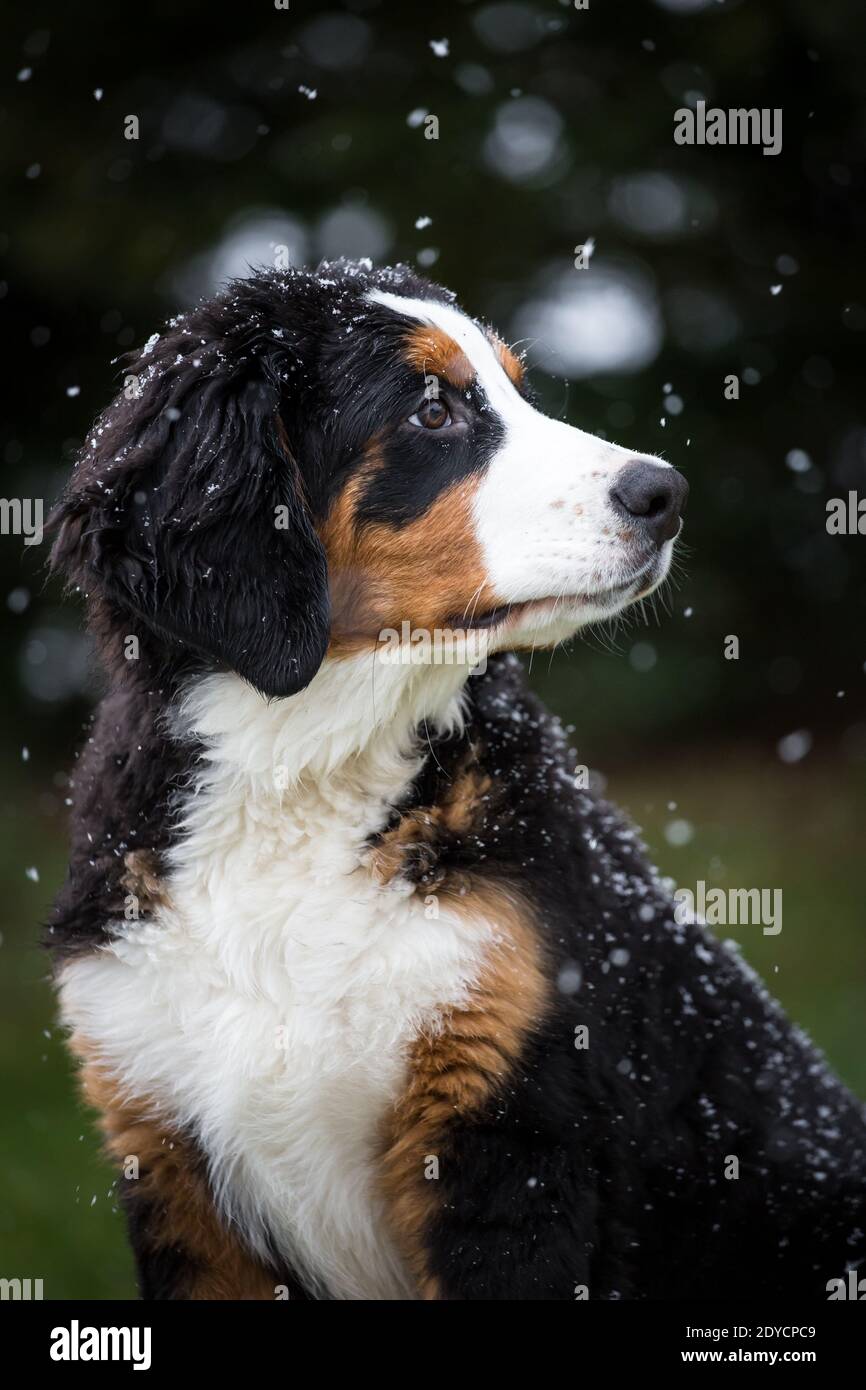 Bernese Mountain Dog puppy, snowy winter day Stock Photo