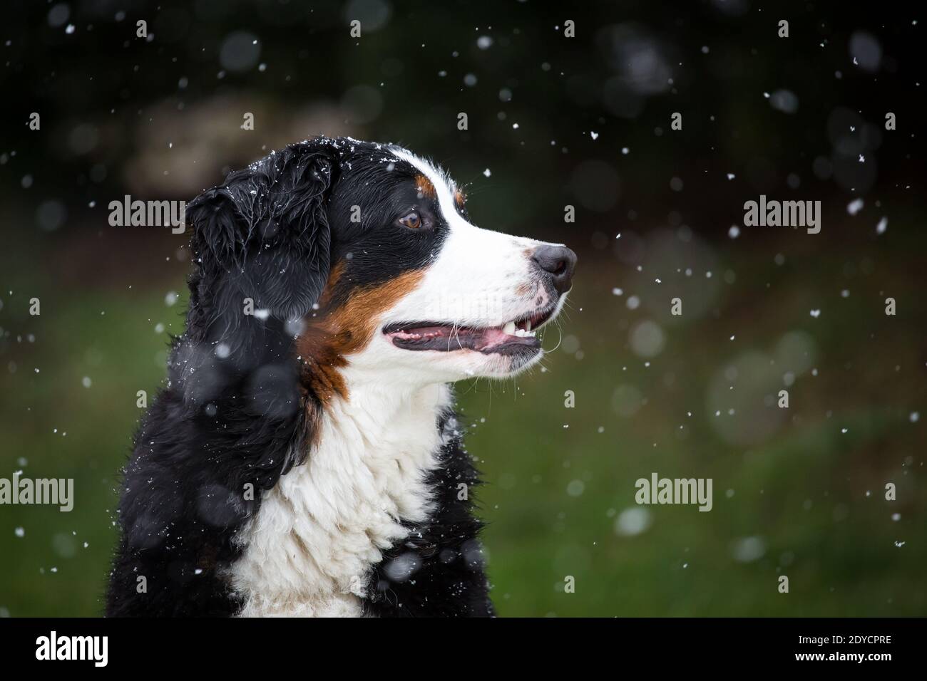 Bernese Mountain Dog portrait, snowy winter day Stock Photo