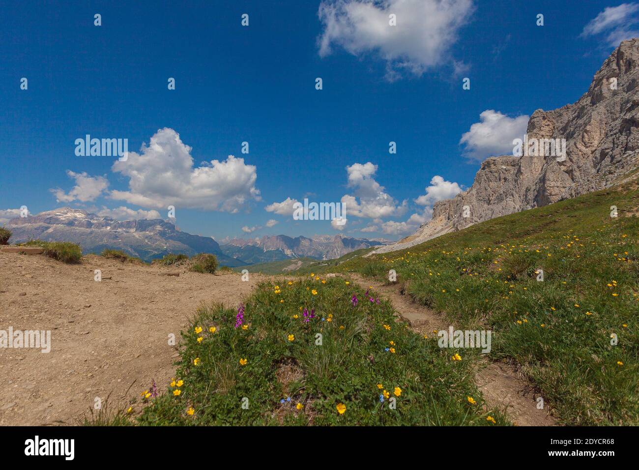 Flowery meadow with the Sella massif and Settsass walls in the background, Dolomites, Italy Stock Photo