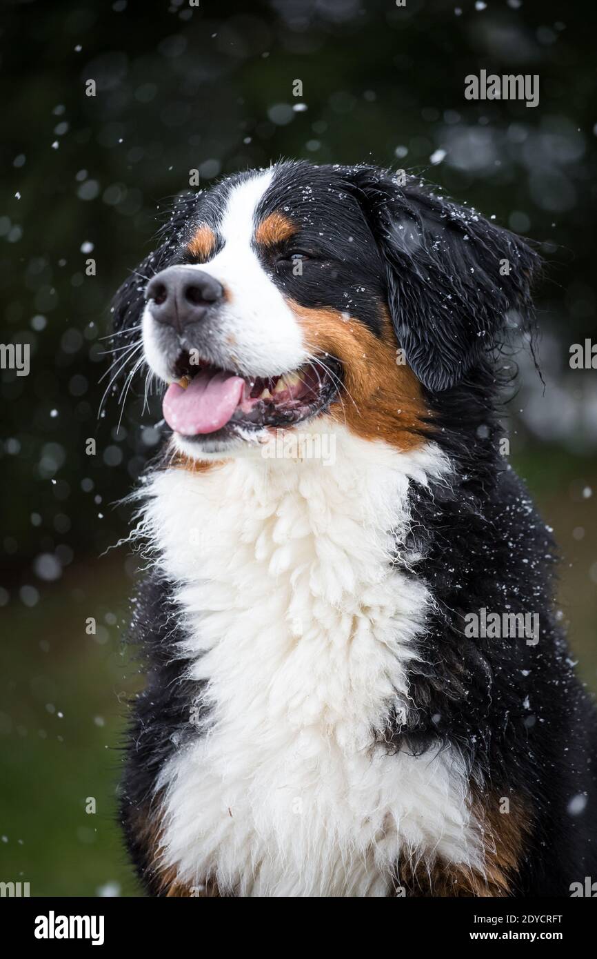 Bernese Mountain Dog portrait, snowy winter day Stock Photo