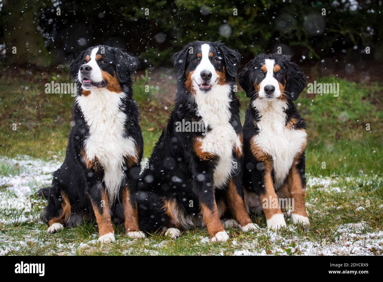 Three Bernese Mountain Dogs sitting, snowy winter day Stock Photo