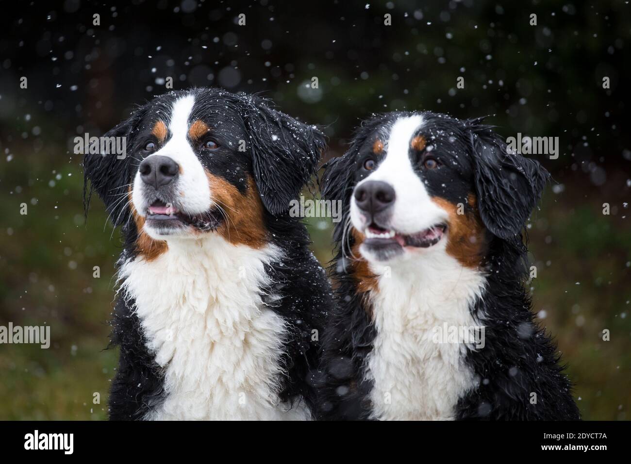 Portrait of two Bernese Mountain Dogs, snowy winter day Stock Photo