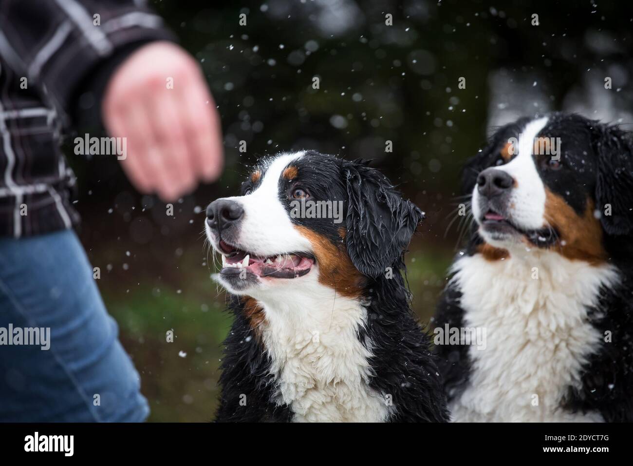 Two Bernese Mountain Dogs looking to the owner, snowy winter day Stock Photo