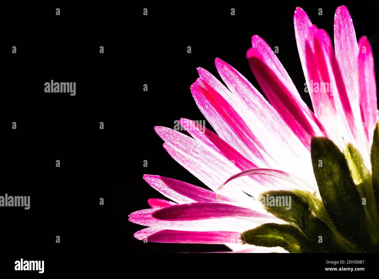 Beautiful back of a daisy, illuminated in transparency with copy space Stock Photo