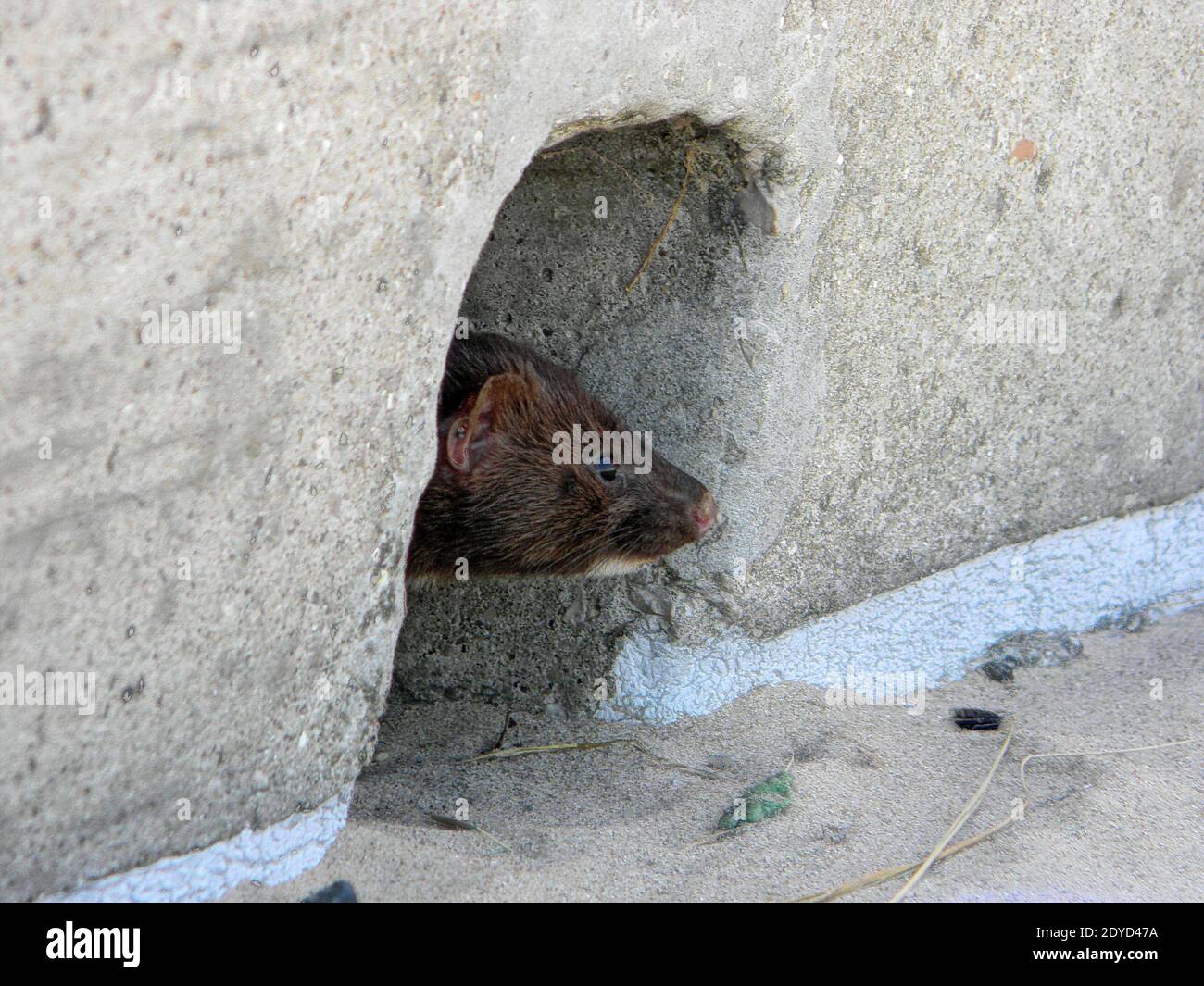 close up of an American mink peeking out of a hole in concrete wall Stock Photo