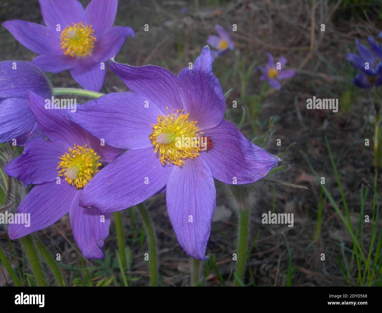 Delicate purple flowers with a golden center on a sunny spring day. Red ladybug sits in a purple spring flower. Pulsatilla patens or spreading anemone Stock Photo