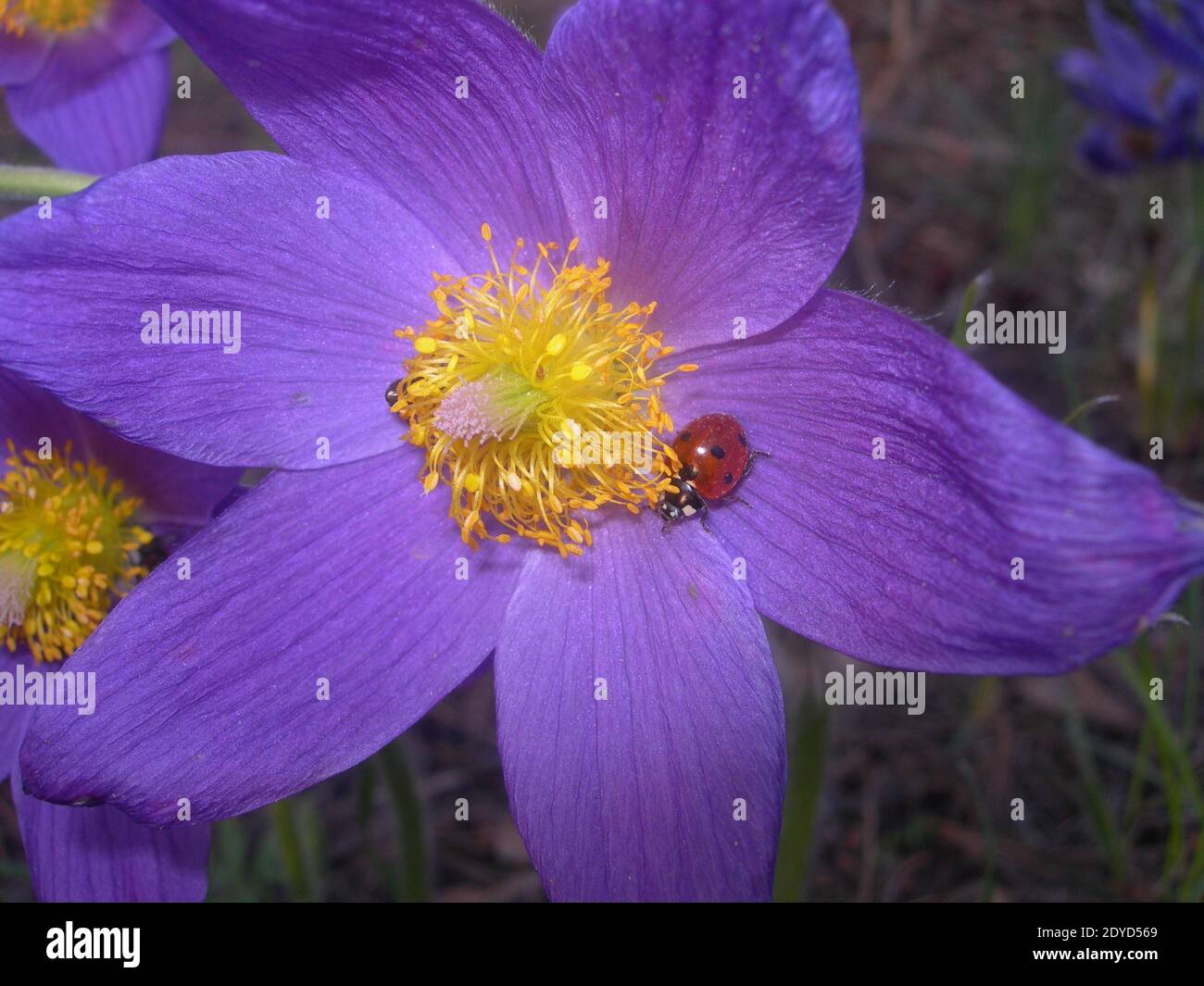 A red ladybug sits in a spring flower with bright purple petals and a yellow center on a sunny April day. Pulsatilla patenseastern or pasqueflower. Stock Photo
