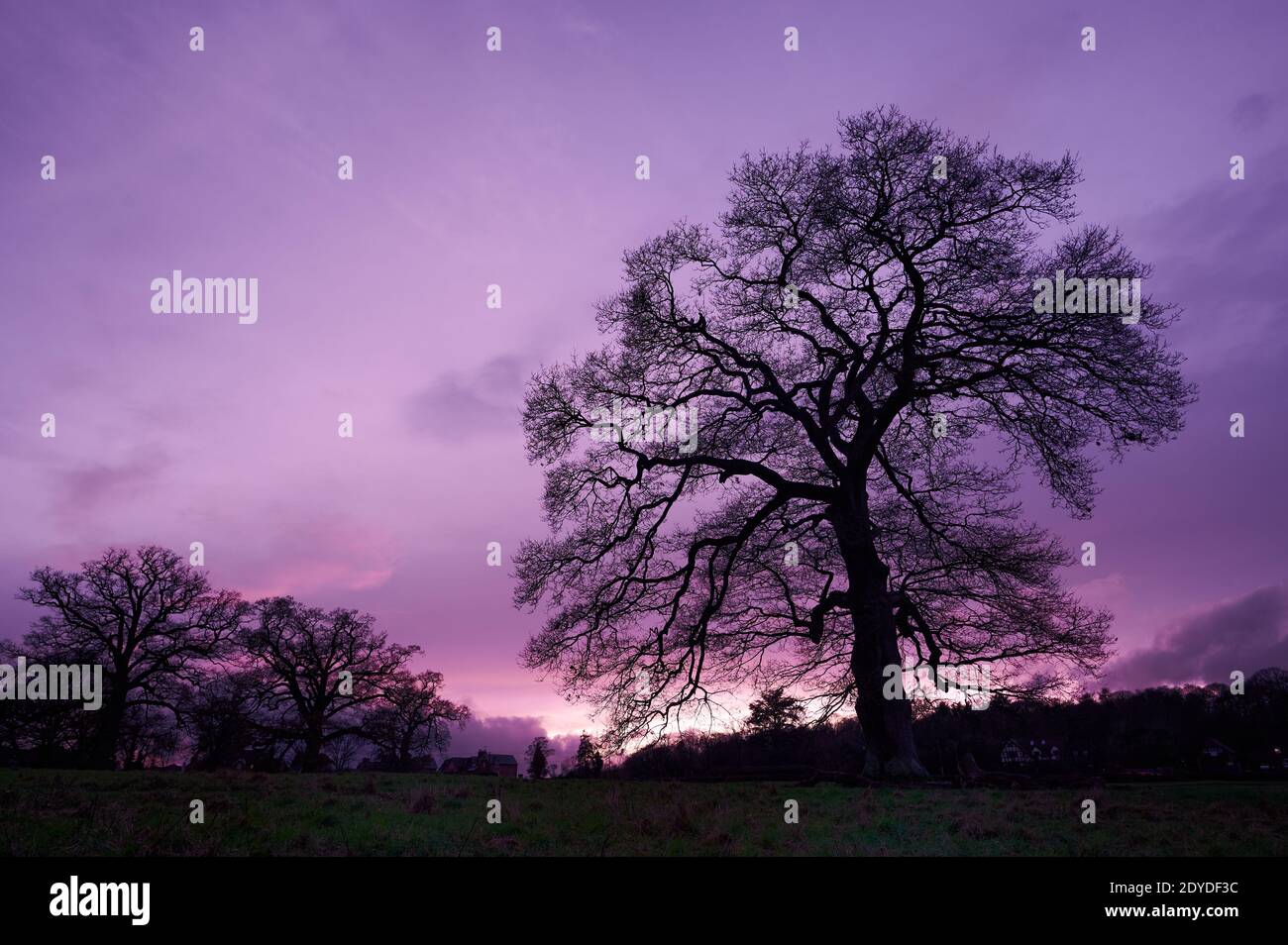 Leafless tree at dusk with purple sky. Stock Photo