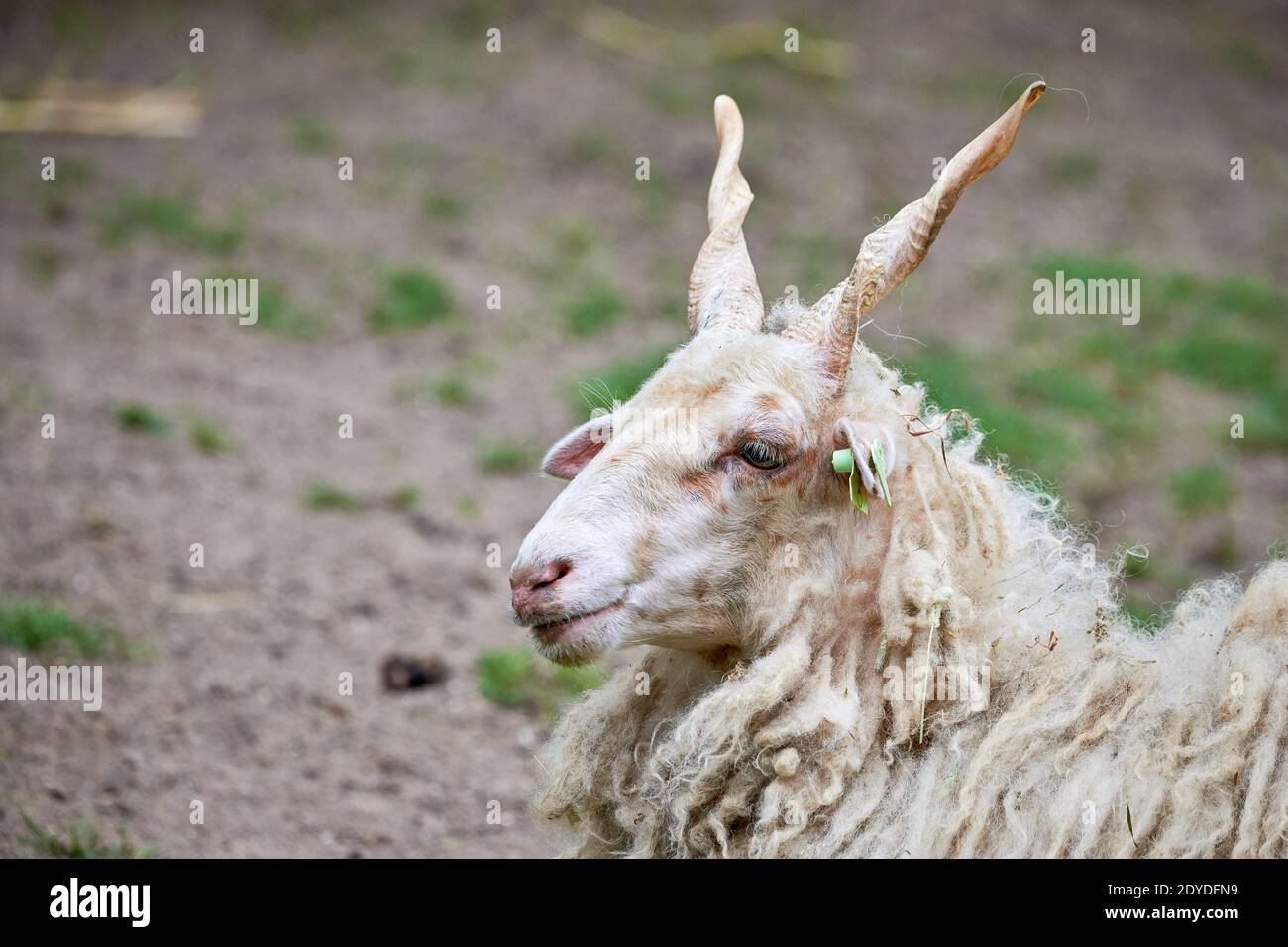 Hungarian Racka sheep,head close-up.Breed of sheep known for its unusual spiral-shaped horns Stock Photo