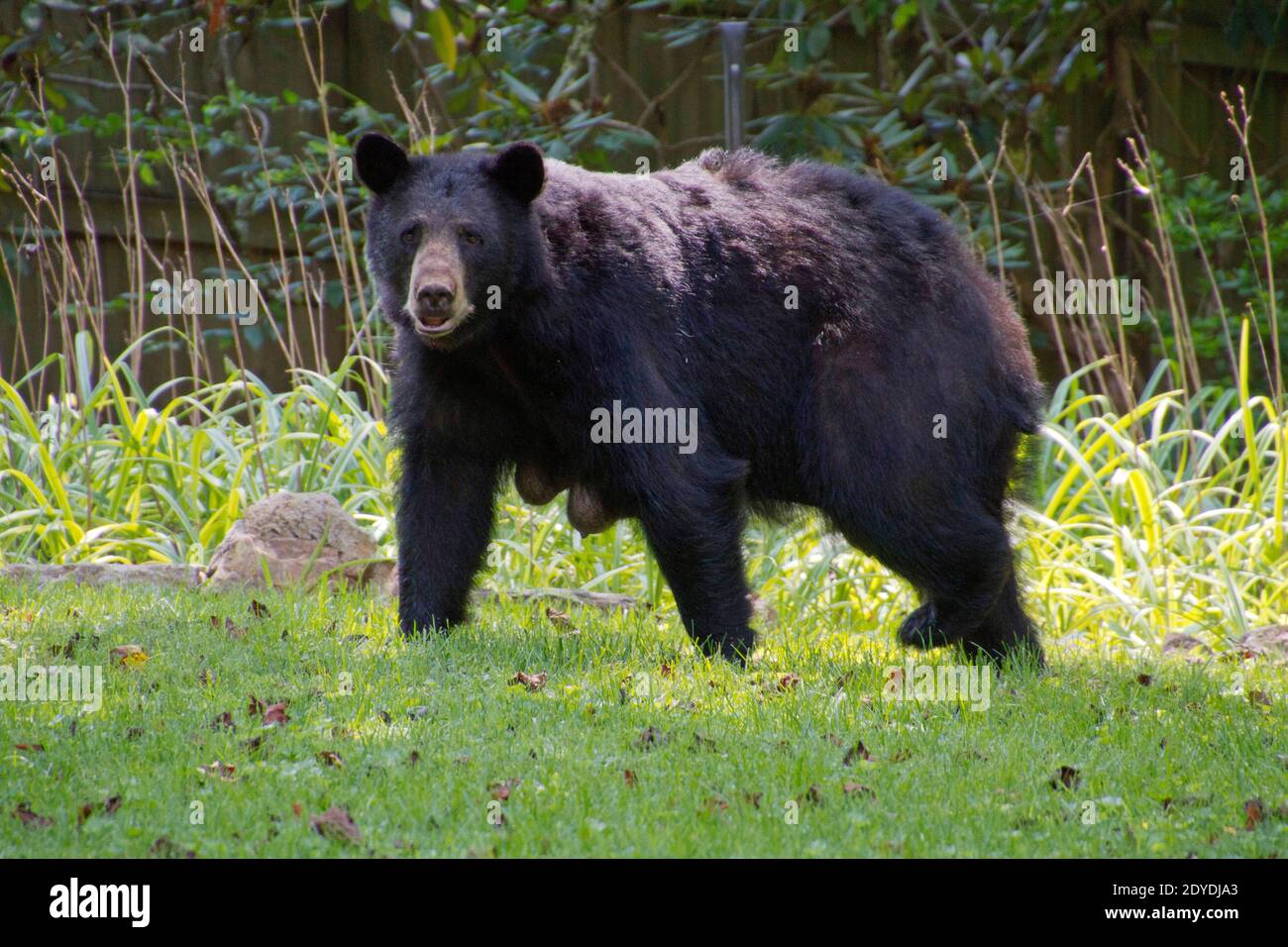 A lactating female black bear with hanging teats heavy with milk wanders across an urban back yard in summertime Stock Photo