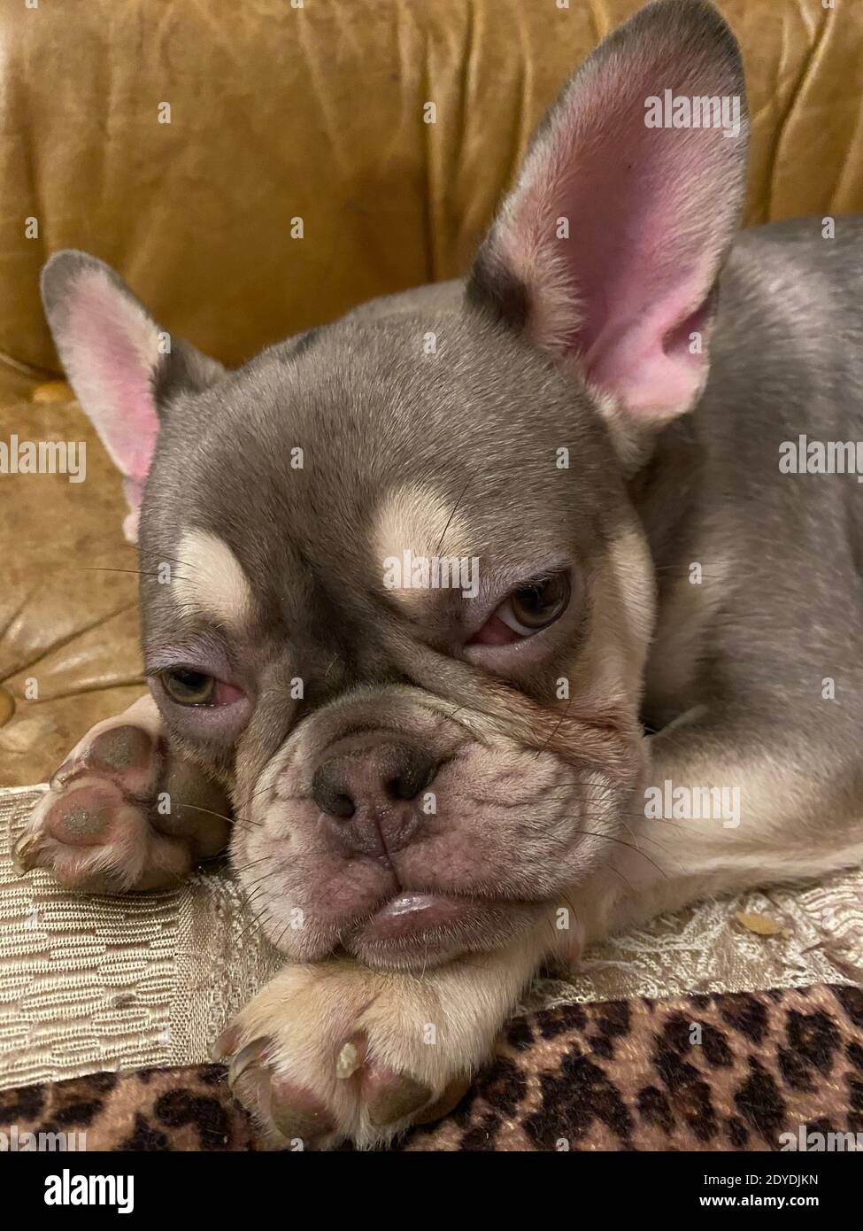 French Bulldog, Puppy, Lying On A Couch Stock Photo Alamy