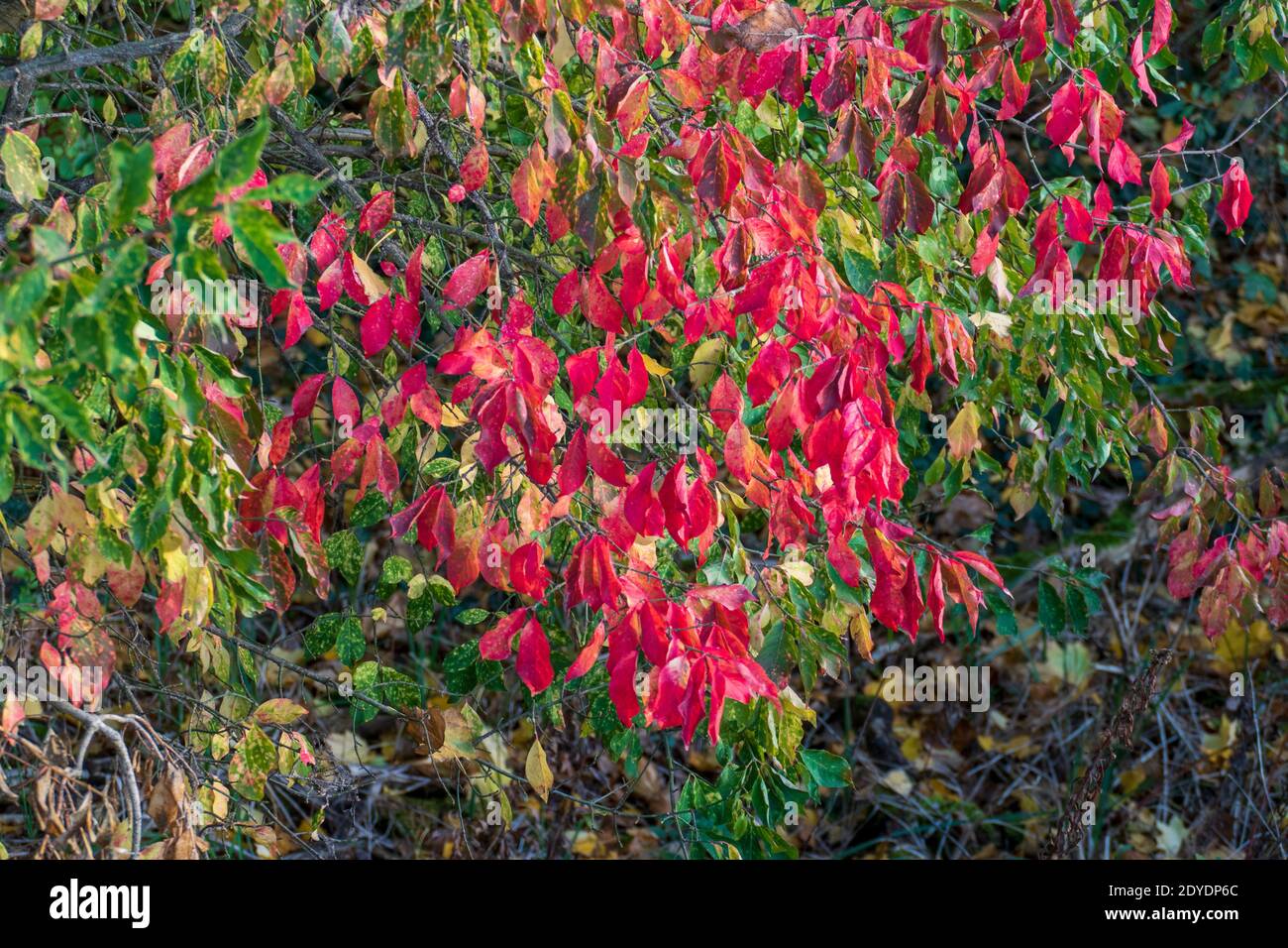 Indian summer mit roten Blättern, Laub im Herbst Stock Photo
