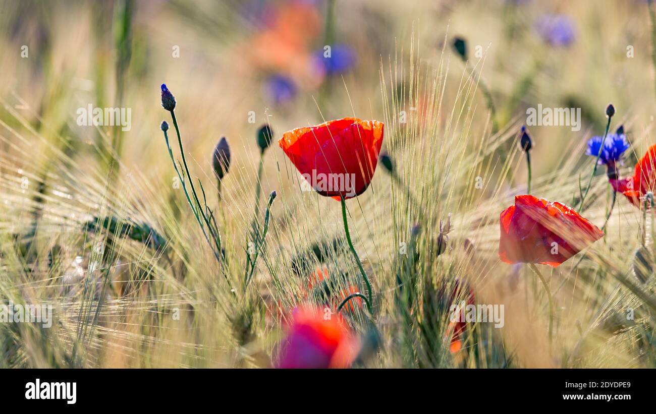 beautiful red poppies growing in a barley field Stock Photo Alamy