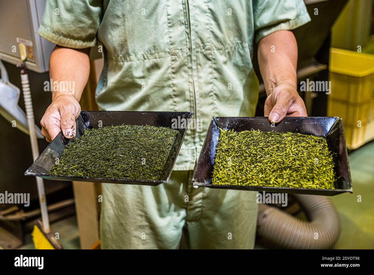 Green Tea Factory in Hamamatsu, Japan Stock Photo