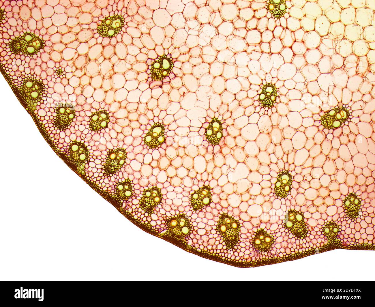 Lily stem. Light micrograph(LM) of a section through a part of a lily (Lilium) stem. Stock Photo