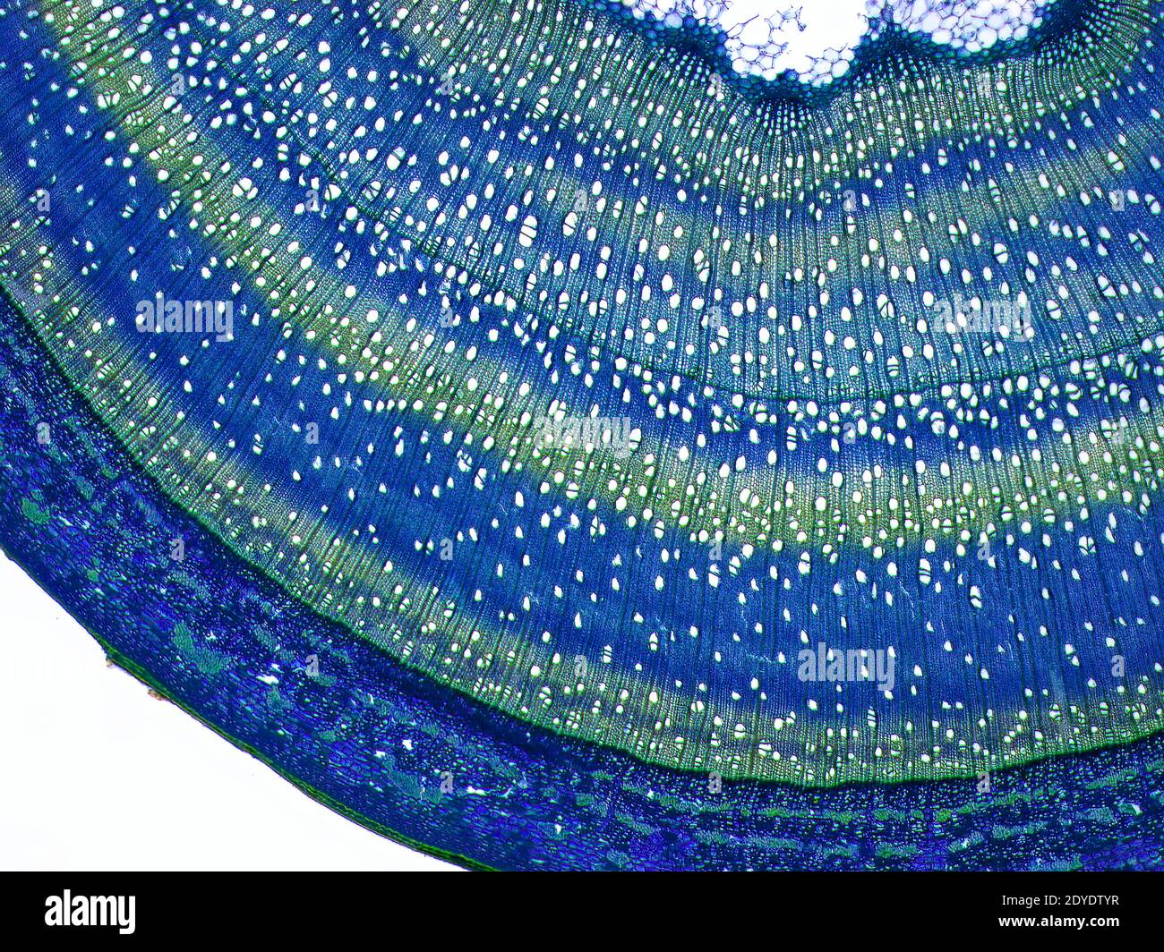 Woody stem.Light micrograph (LM) of a cross-section through a woody stem of a tree. Stock Photo