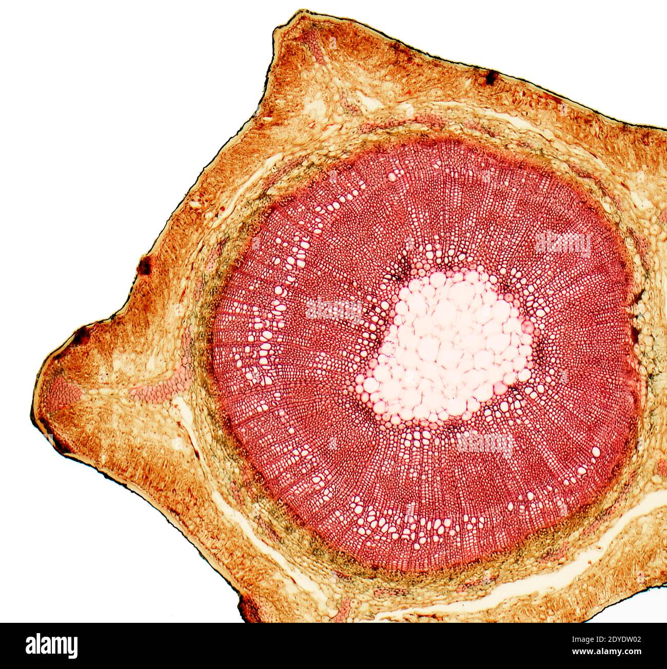 Broom stem. Light micrograph (LM) of a transverse section through the