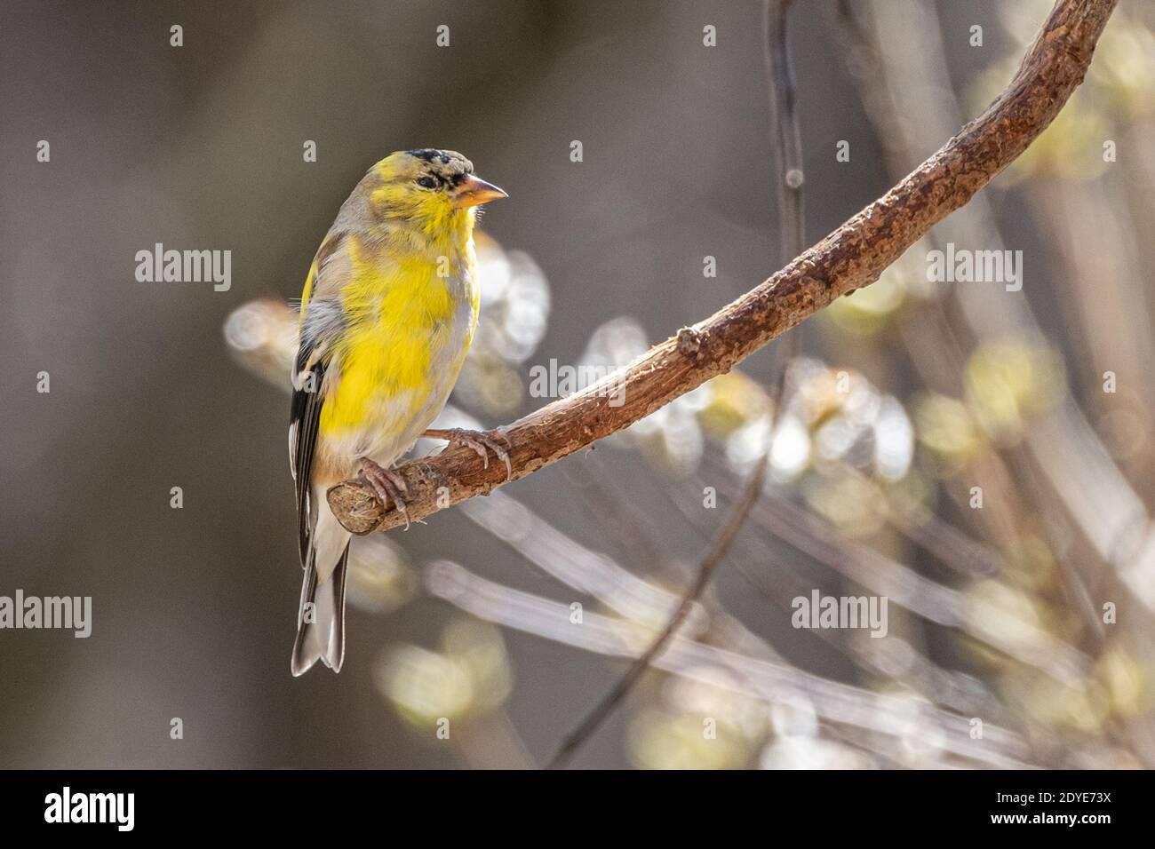 An American goldfinch sitting on a branch Stock Photo
