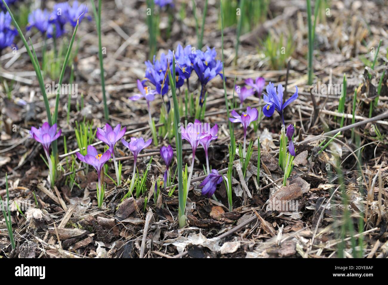 Iris rhapsody reticulata hi-res stock photography and images - Alamy