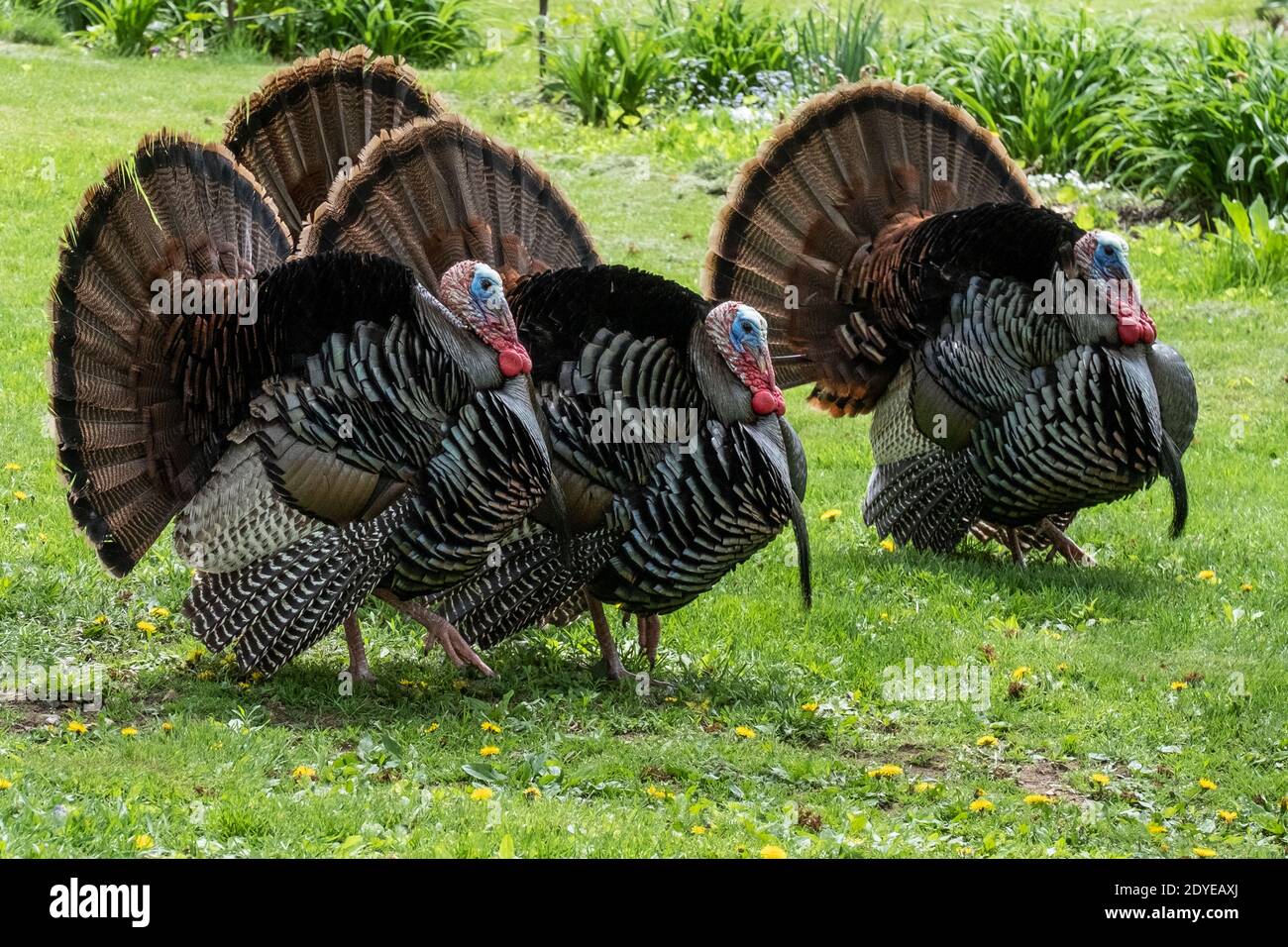 Four wild tom turkeys displaying Stock Photo