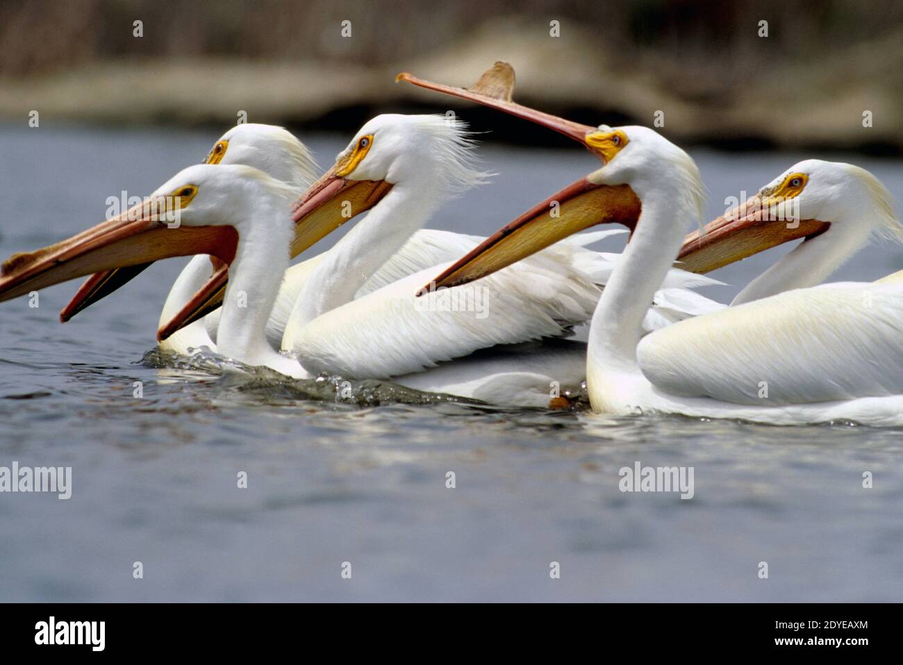 American white pelican flock (Pelicanus erythrorhynchos), Ft. Boise Wildlife Management Area, SW Idaho, USA Stock Photo