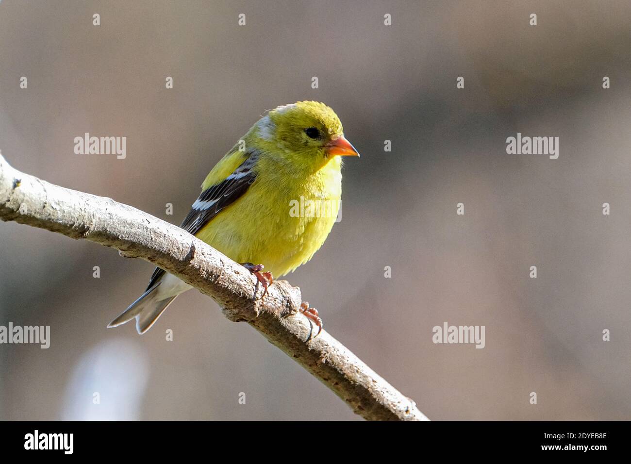 An American goldfinch Stock Photo
