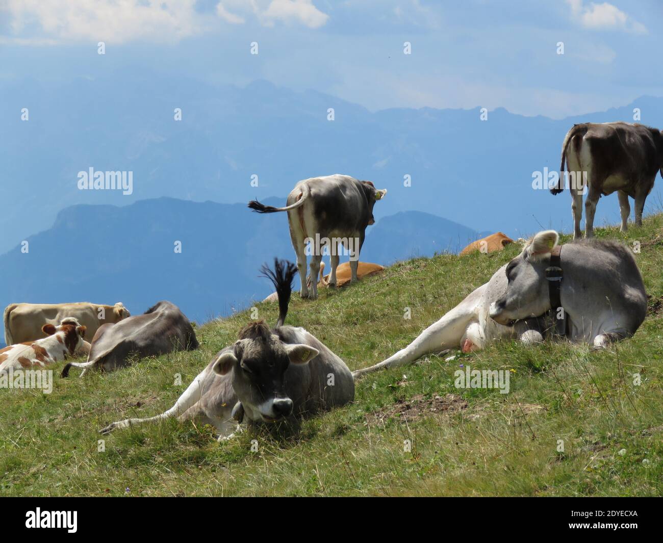 A herd of cows resting in the meadow, mountains in the background Stock ...