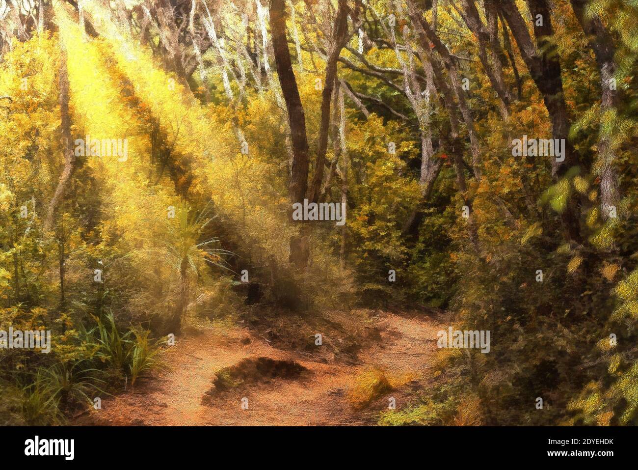 Sunlight streaming through the forest canopy on a path below Stock Photo