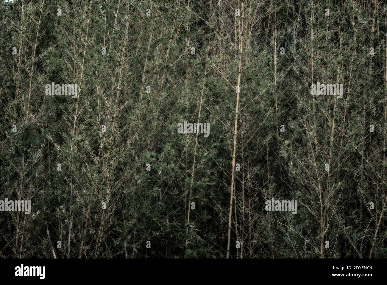 mottled yellow and dark green foliage of a bamboo forest Stock Photo