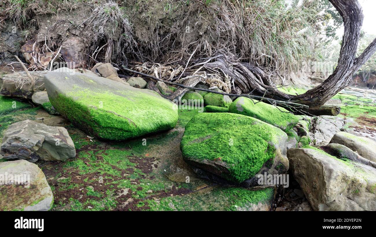 Green moss and algae on rocks Stock Photo