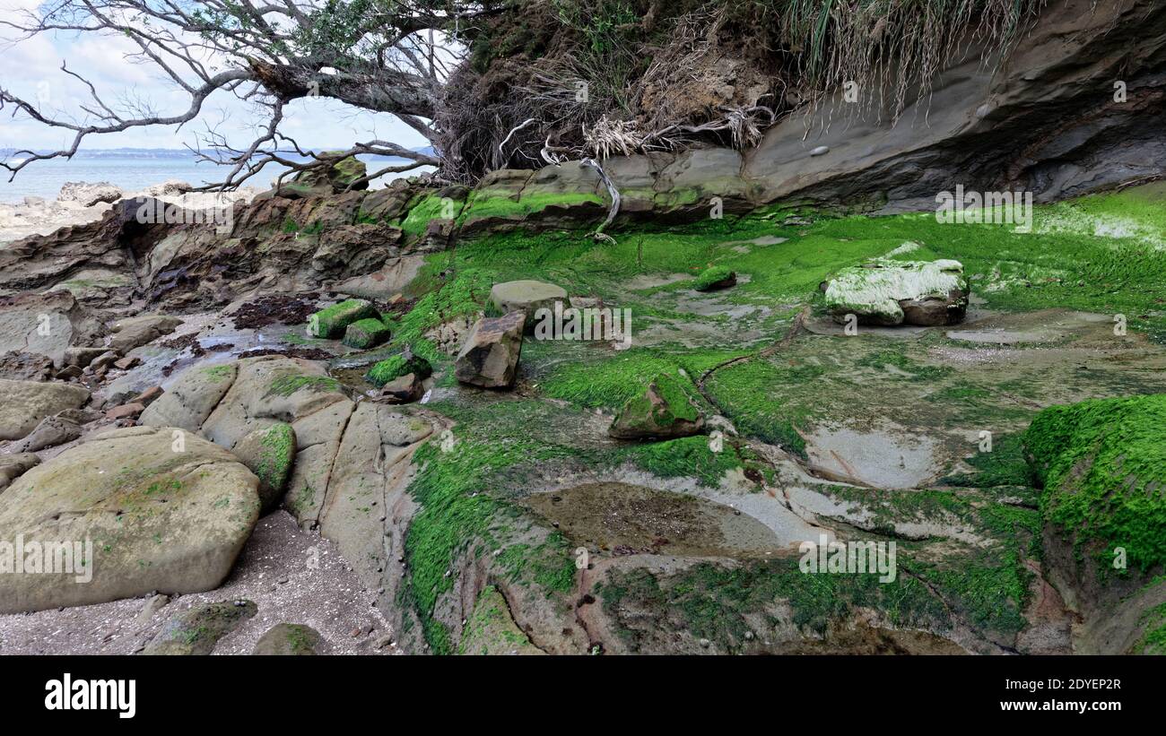Green moss and algae on rocks Stock Photo