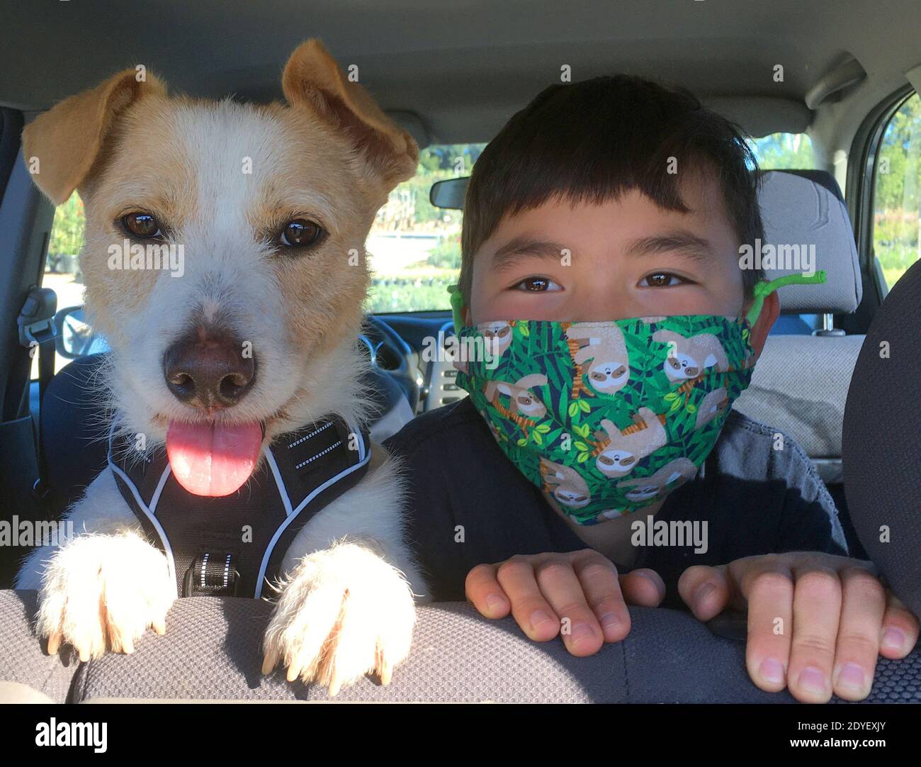 Boy With Loyal Dog During Covid Stock Photo