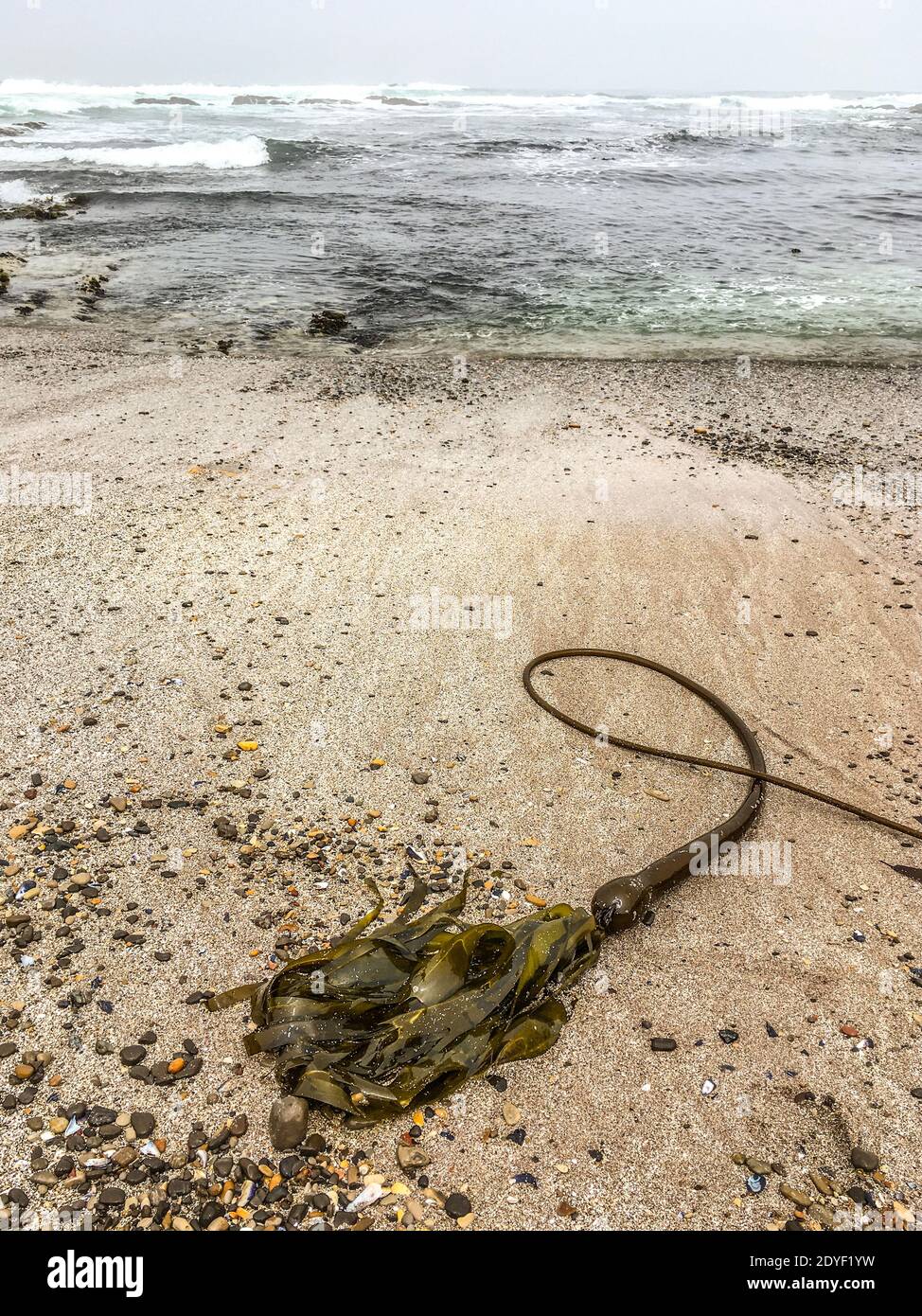 Bull Kelp (Nereocystis luetkeana) on Sandy Beach at Montana de Oro Park Stock Photo