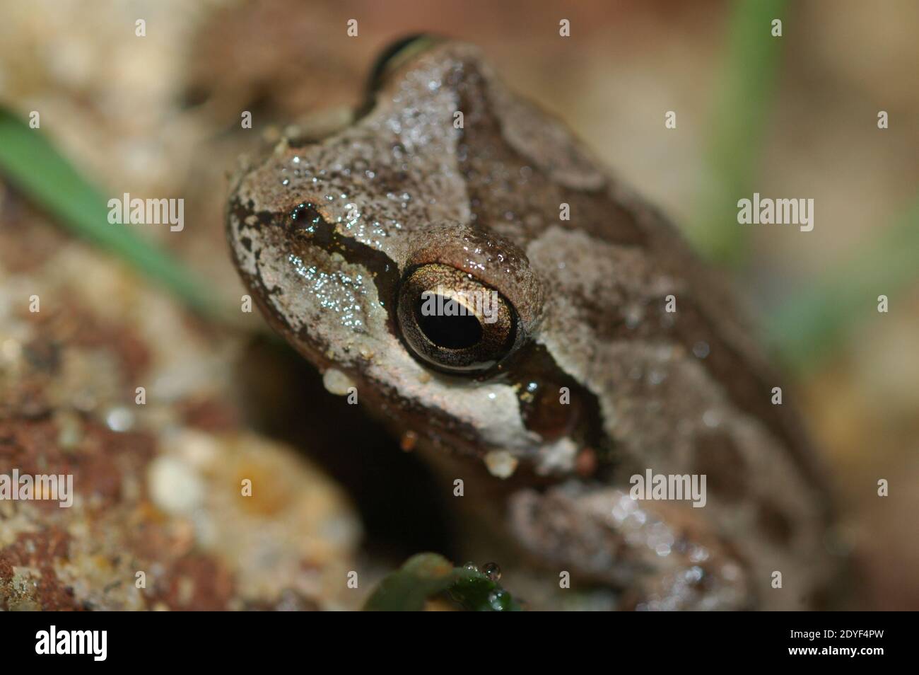 Baja California Treefrog Tree Frog in Burrow Hole (Pseudacris hypochondriaca hypochondriaca) Stock Photo