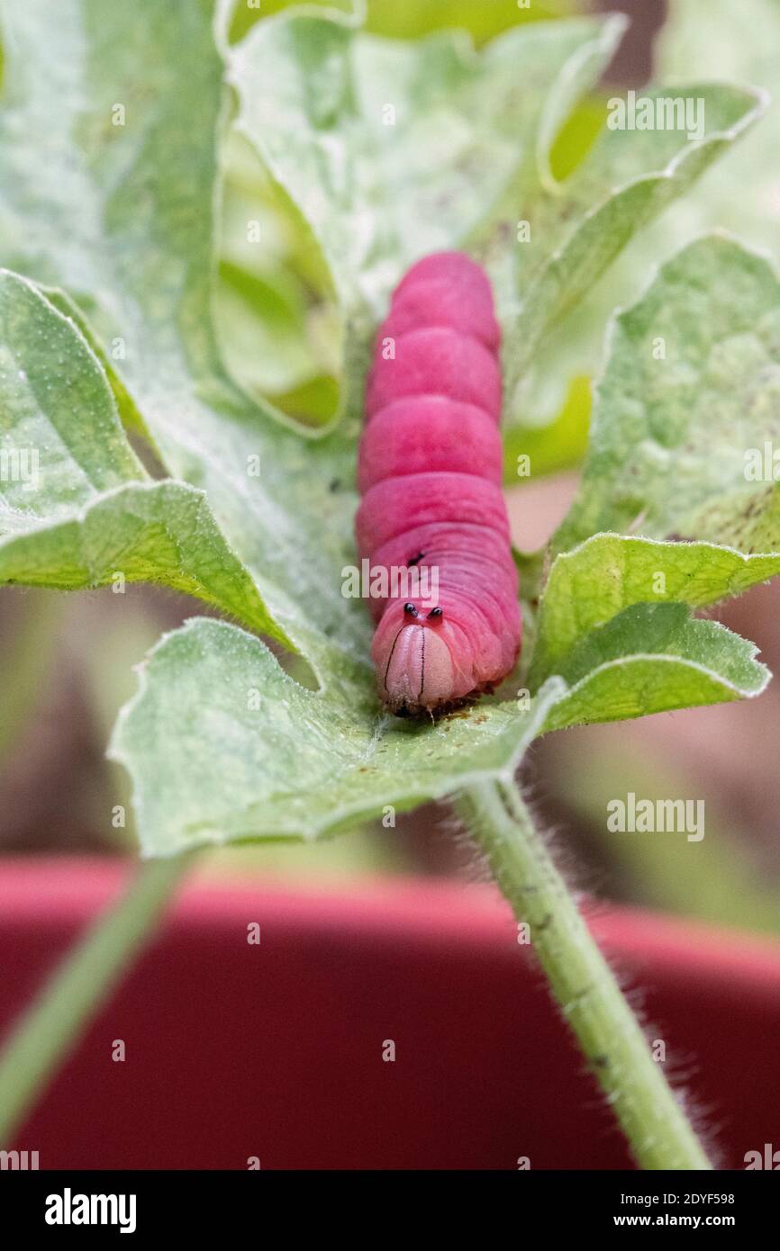 Pink Caterpillar on leaf Stock Photo