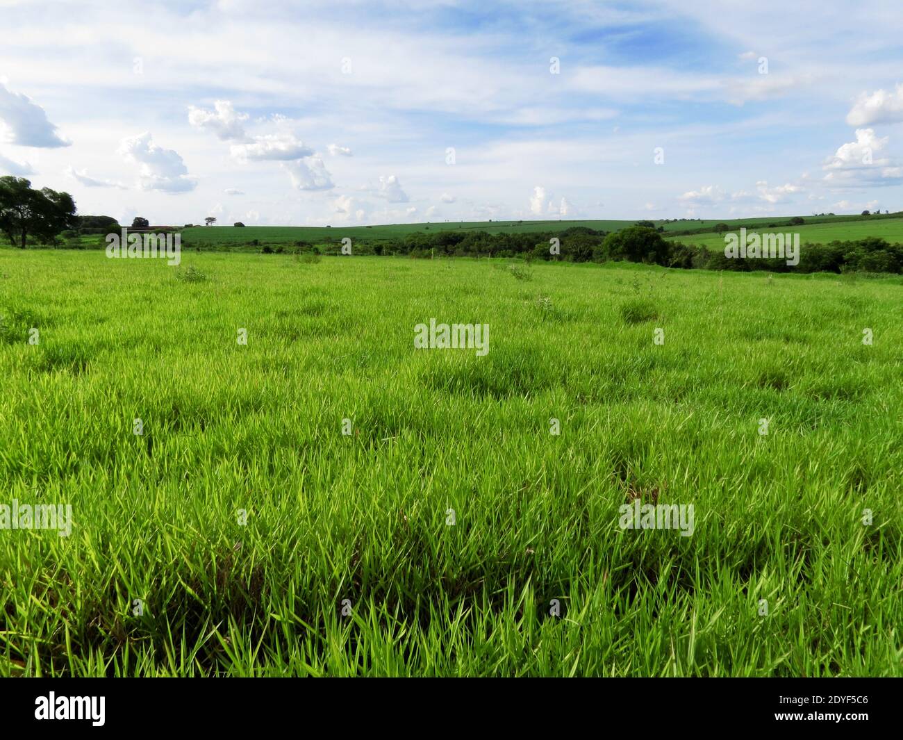 Perfect healthy Green field blue sky landscape with vibrant and bright colors Stock Photo