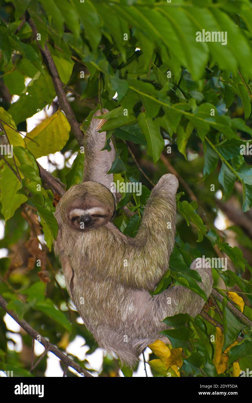 Brown Throated Sloth Three Toed Sloth Hanging From Tree (Bradypus Variegatus) Stock Photo