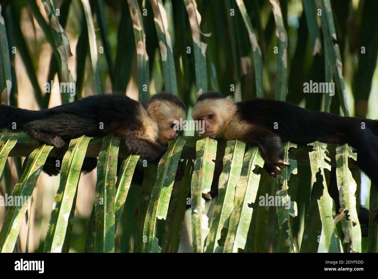 Capuchin, White-Faced Monkey (Cebus capucinus), Costa Rica Stock Photo
