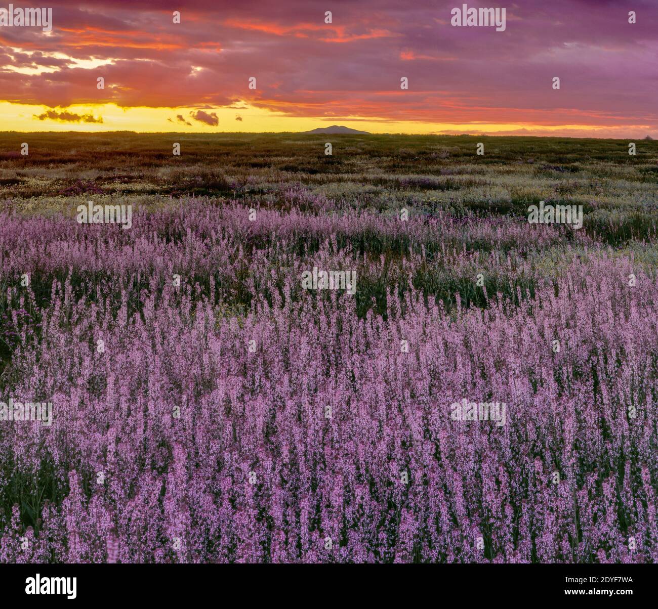 Sunset, Camas, Carrizo Plain National Monument, San Luis Obispo County, California Stock Photo