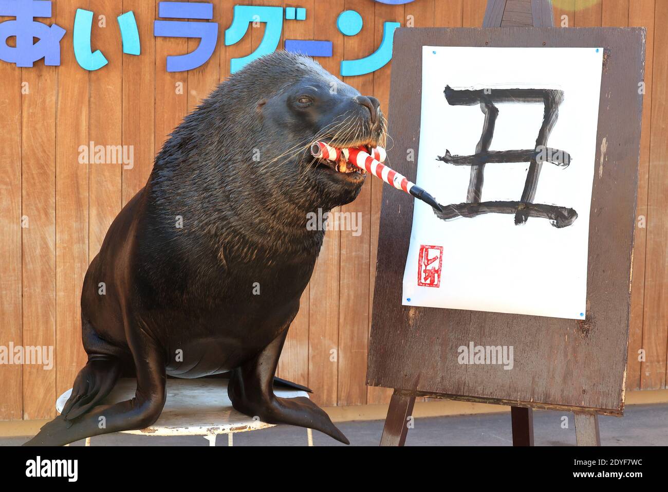 Yokohama Japan. 26th Dec 2020. A male sea lion Leo writes the