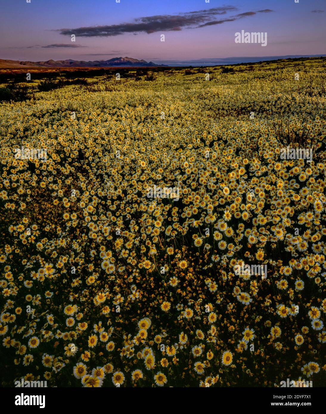 Dawn, Tidytips, Carrizo Plain National Monument, San Luis Obispo County, California Stock Photo