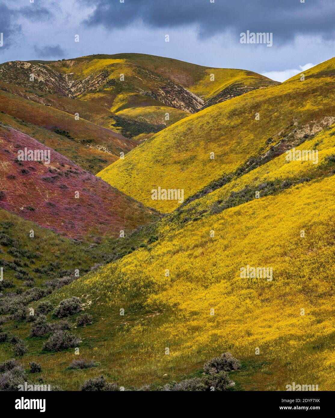 Wildflowers, Tremblor Range, Carrizo Plain National Monument, CA Stock Photo