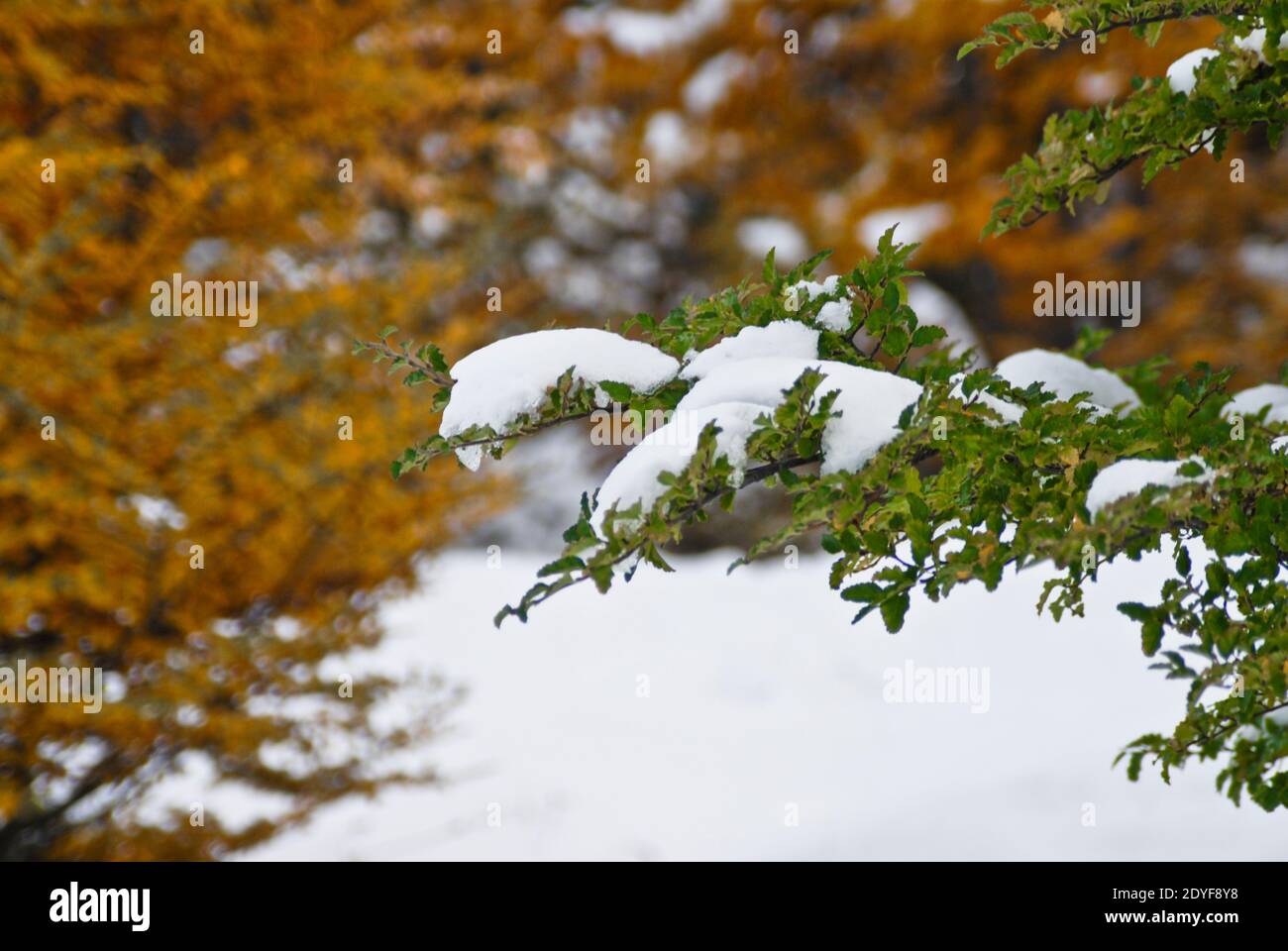 Coloured autumn trees covered by snow. Ushuaia. Tierra del Fuego, Argentina Stock Photo