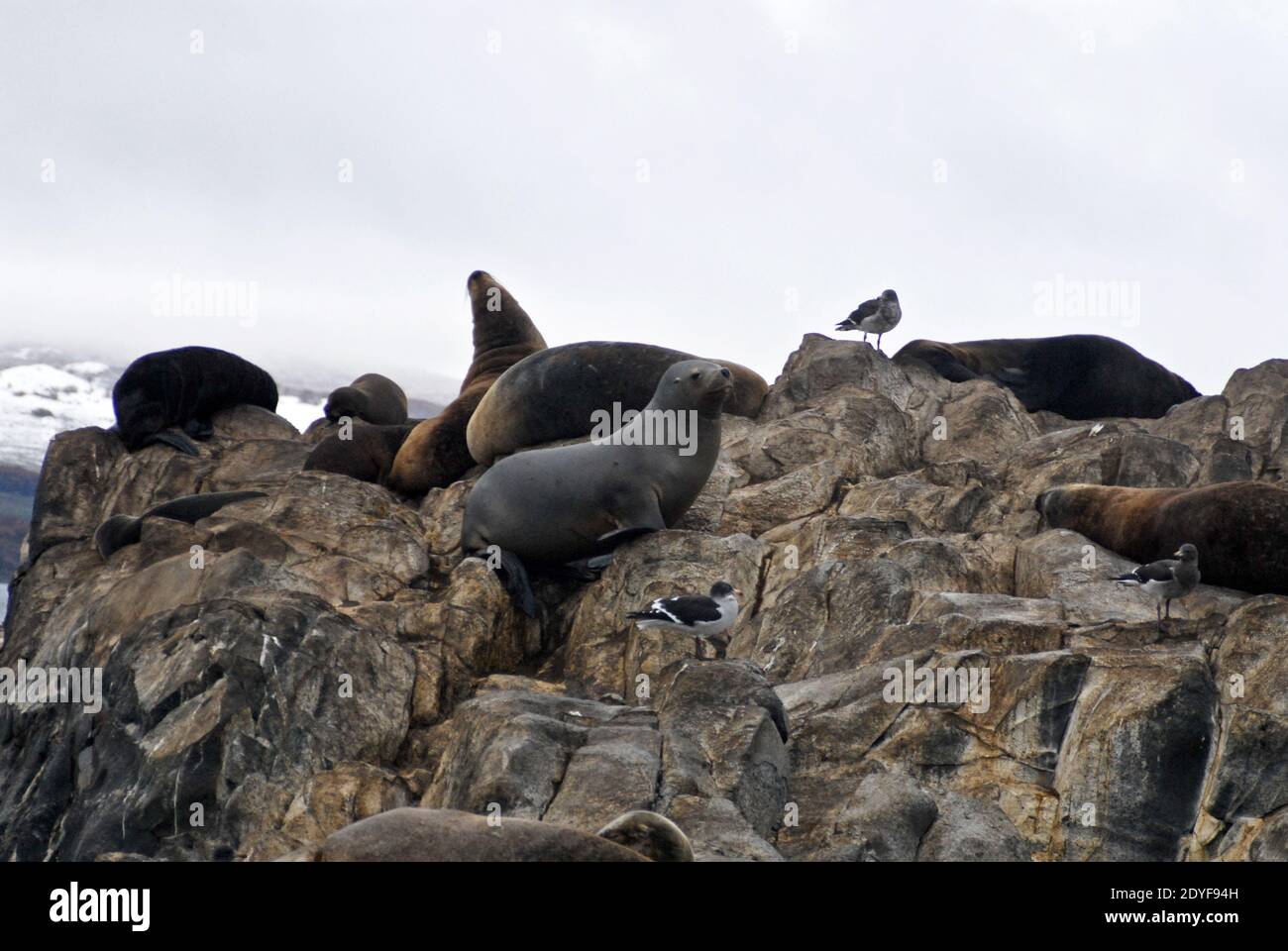 Isla de Los Lobos (Sea lions Island). Ushuaia. Tierra del Fuego, Argentina Stock Photo