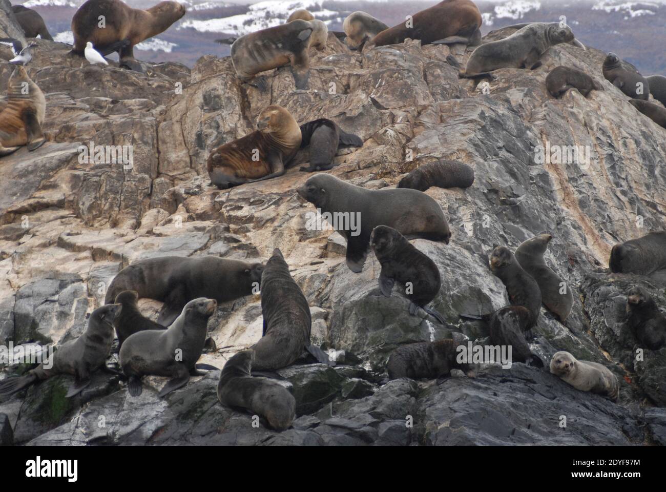Isla de Los Lobos (Sea lions Island). Ushuaia. Tierra del Fuego, Argentina Stock Photo