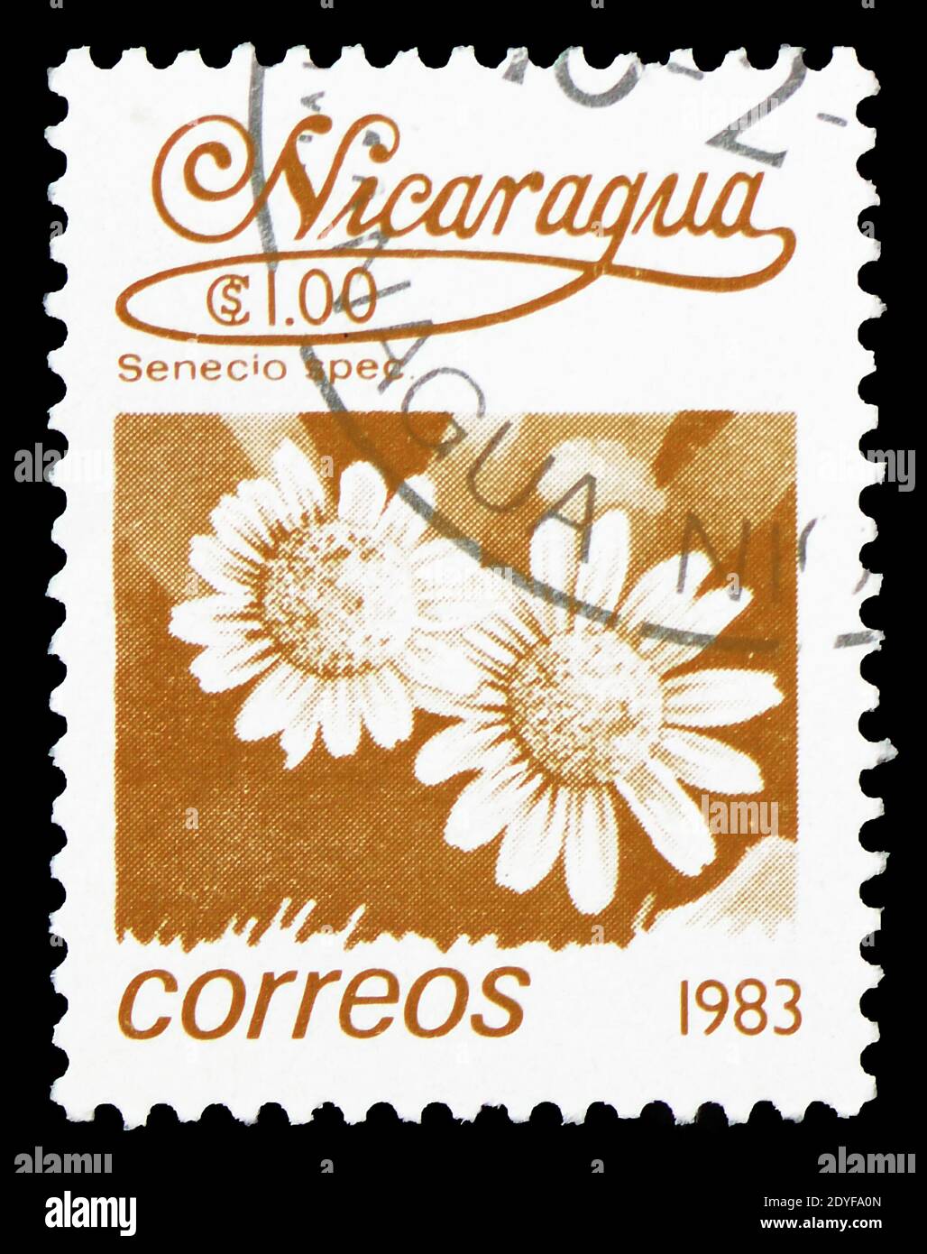 MOSCOW, RUSSIA - FEBRUARY 22, 2019: A stamp printed in Nicaragua shows Senecio sp., Local Flowers serie, circa 1983 Stock Photo