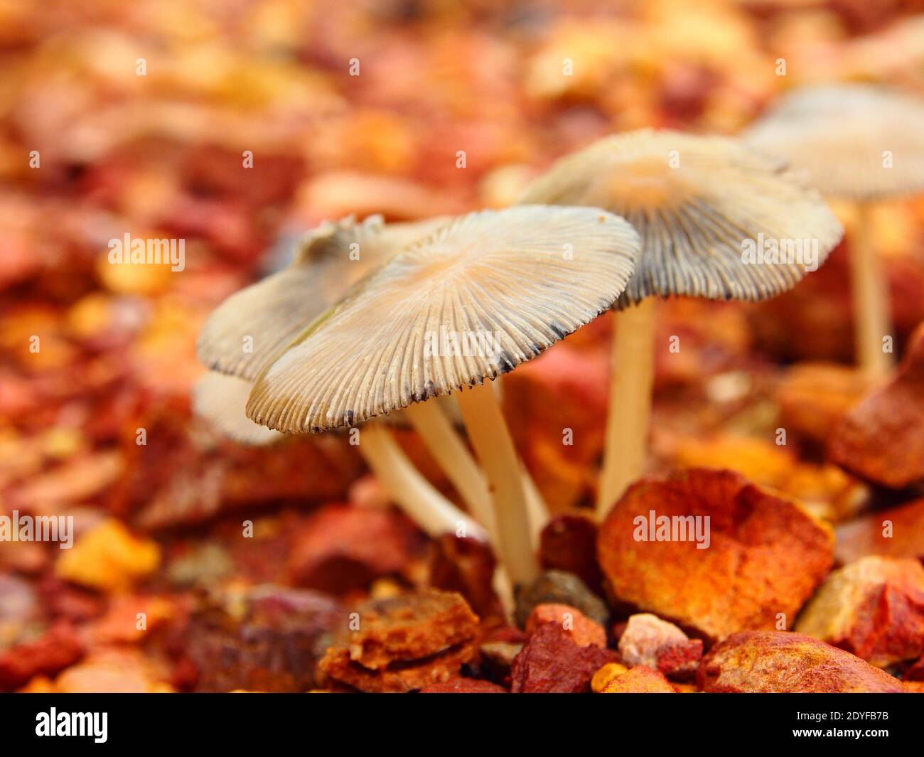 Close up shots hi-res stock photography and images - Alamy