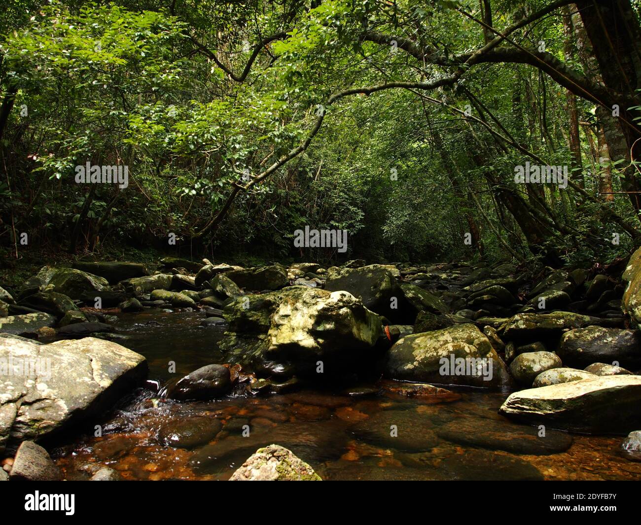 Trekking in Bach Ma mountain National park in Central Vietnam Stock ...