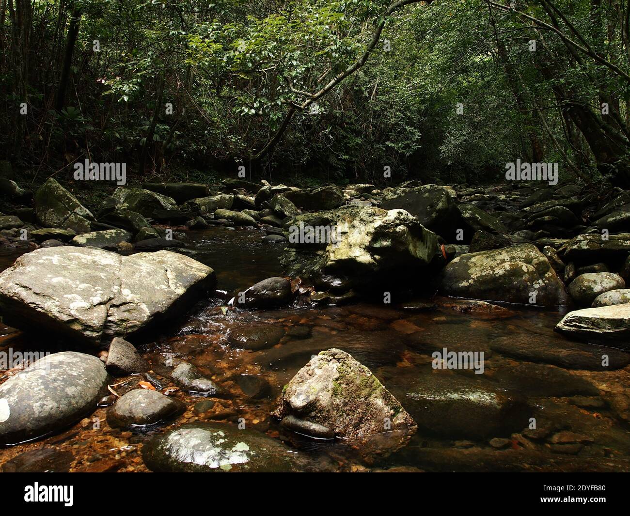 Trekking in Bach Ma mountain National park in Central Vietnam Stock ...